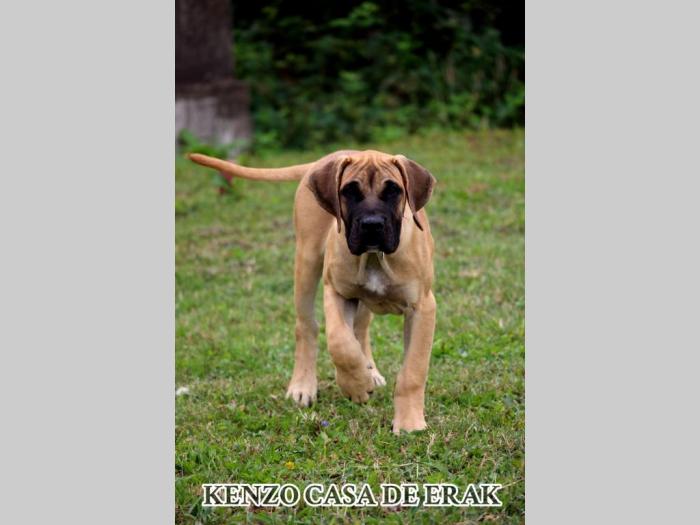 presa canario prelepi štenci besplatni mali oglasi