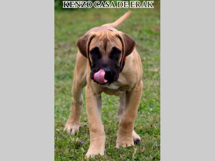 presa canario prelepi štenci besplatni mali oglasi