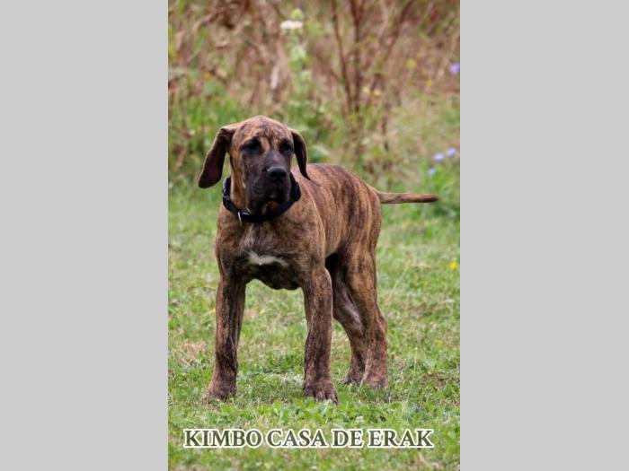 presa canario prelepi štenci besplatni mali oglasi