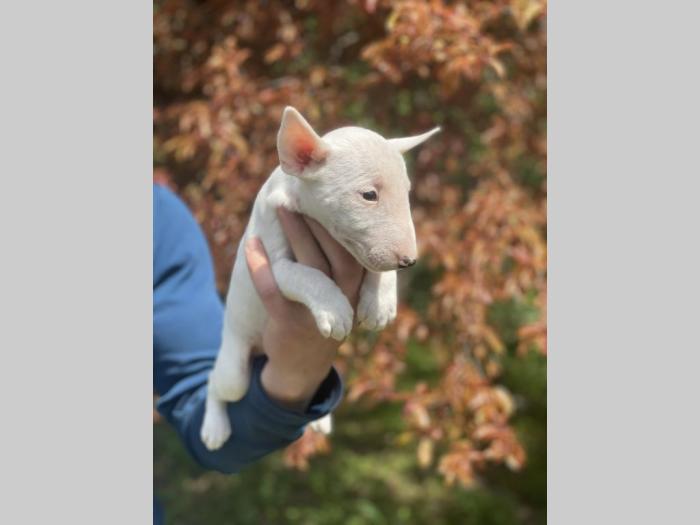 minijaturni bull terijer štenci besplatni mali oglasi