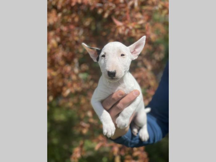 minijaturni bull terijer štenci besplatni mali oglasi
