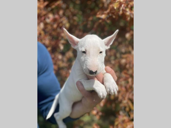 minijaturni bull terijer štenci besplatni mali oglasi