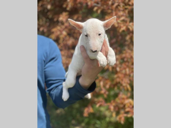 minijaturni bull terijer štenci besplatni mali oglasi