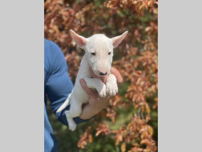 minijaturni bull terijer štenci besplatni mali oglasi