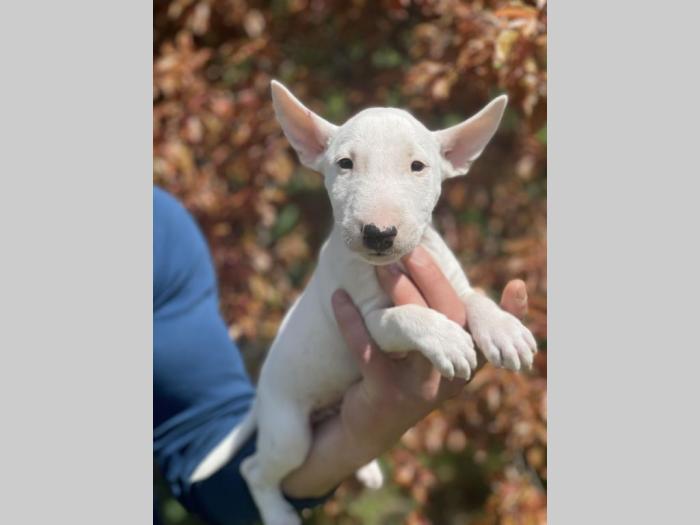 minijaturni bull terijer štenci besplatni mali oglasi
