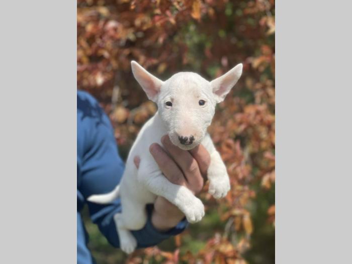 minijaturni bull terijer štenci besplatni mali oglasi