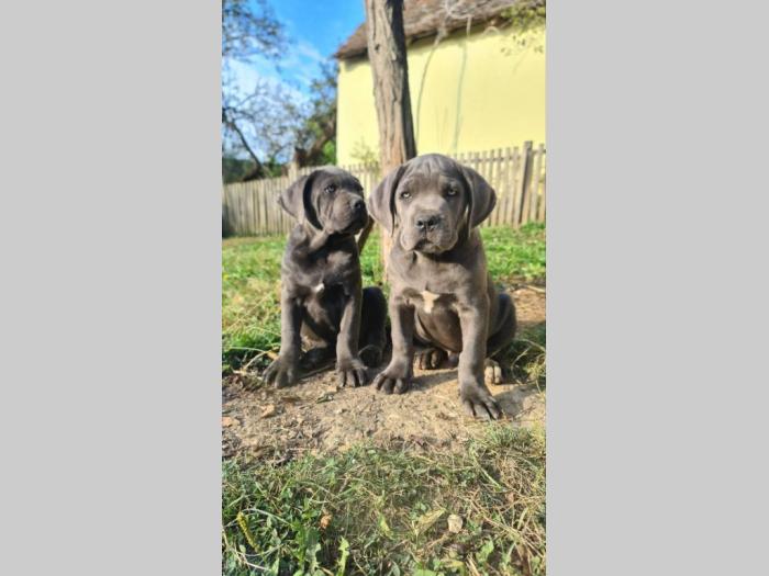 cane corso prelepi štenci besplatni mali oglasi