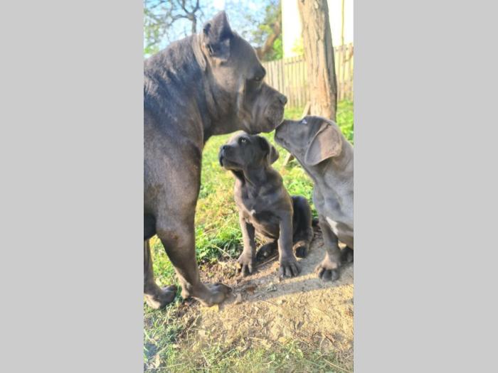 cane corso prelepi štenci besplatni mali oglasi