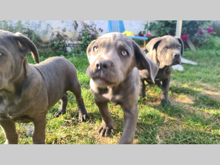 cane corso prelepi štenci besplatni mali oglasi