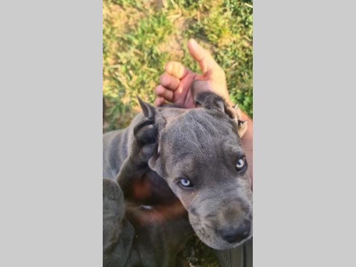 cane corso prelepi štenci besplatni mali oglasi