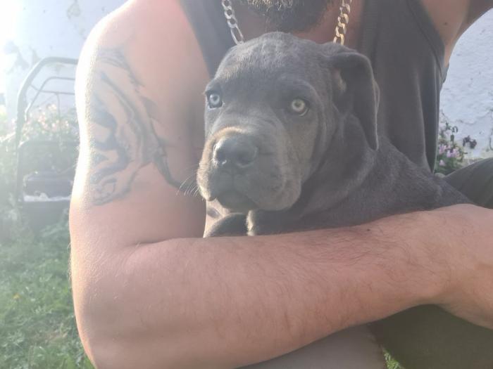 cane corso prelepi štenci besplatni mali oglasi