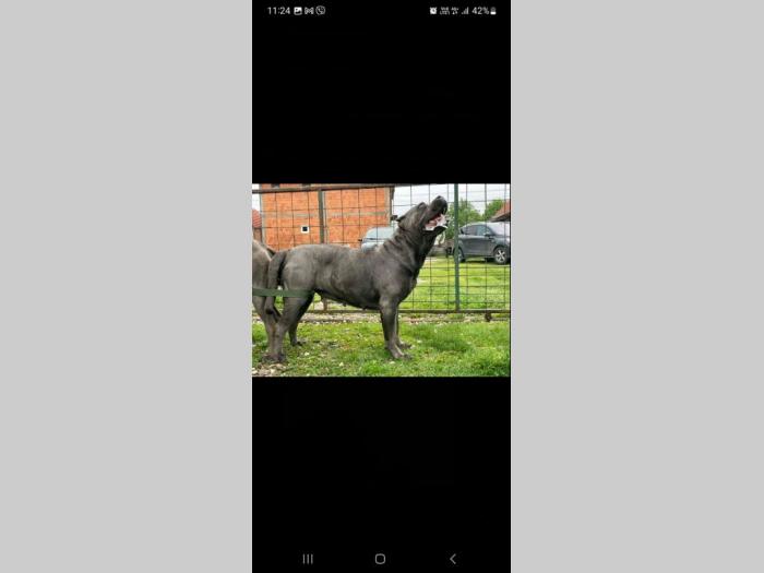 cane corso prelepi štenci besplatni mali oglasi