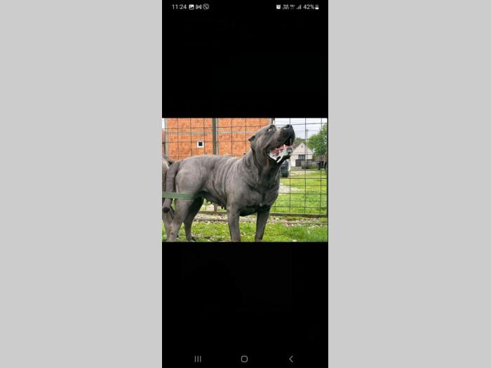 cane corso prelepi štenci besplatni mali oglasi