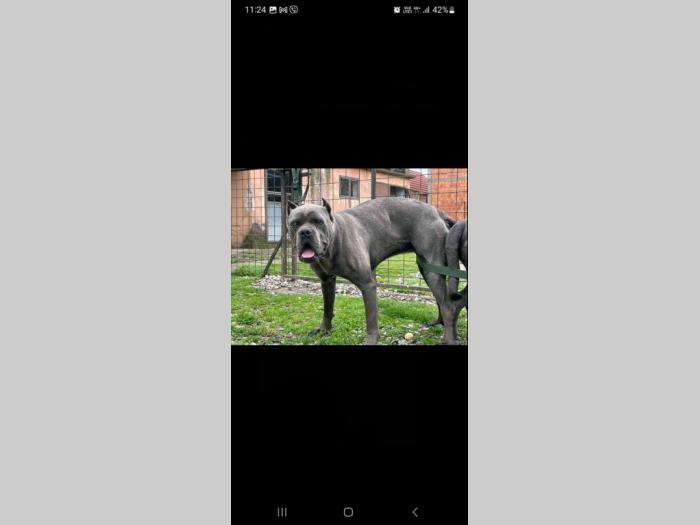 cane corso prelepi štenci besplatni mali oglasi