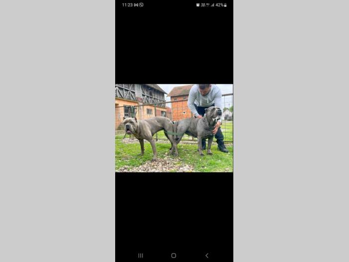 cane corso prelepi štenci besplatni mali oglasi