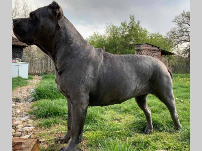 cane corso prelepi štenci besplatni mali oglasi