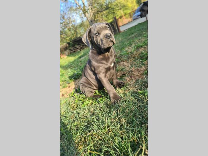cane corso prelepi štenci besplatni mali oglasi