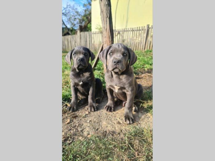 cane corso prelepi štenci besplatni mali oglasi