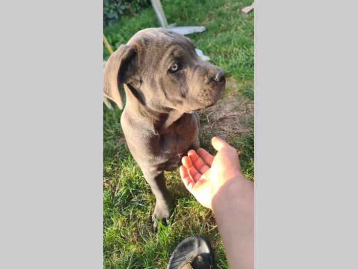 cane corso prelepi štenci besplatni mali oglasi