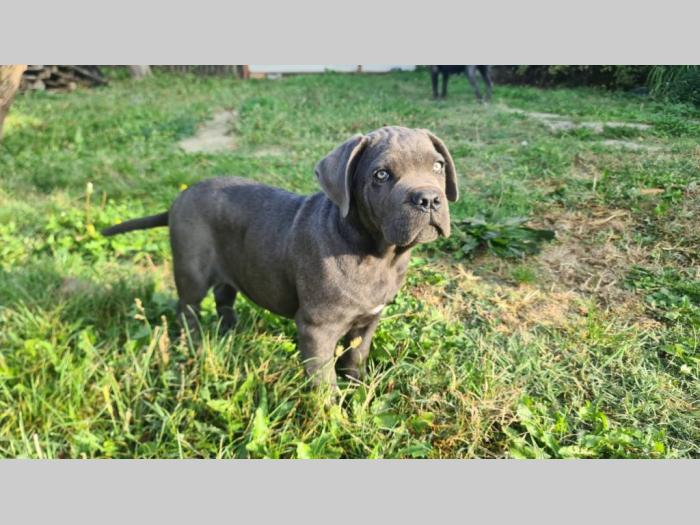 cane corso prelepi štenci besplatni mali oglasi