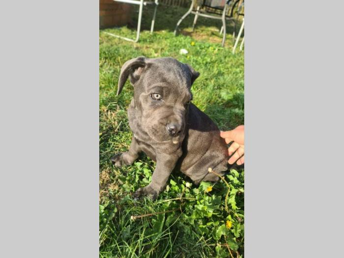 cane corso prelepi štenci besplatni mali oglasi