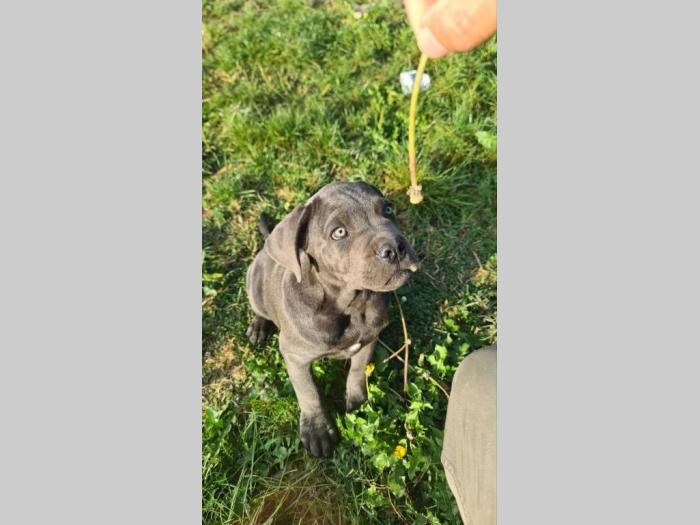cane corso prelepi štenci besplatni mali oglasi