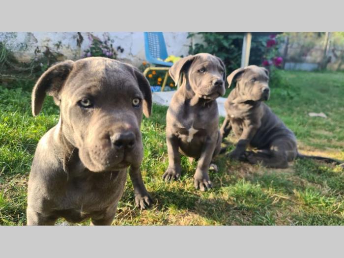 cane corso prelepi štenci besplatni mali oglasi