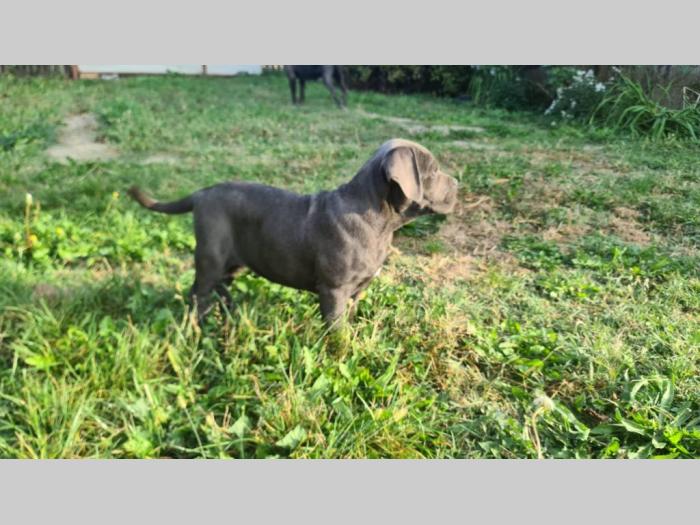 cane corso prelepi štenci besplatni mali oglasi