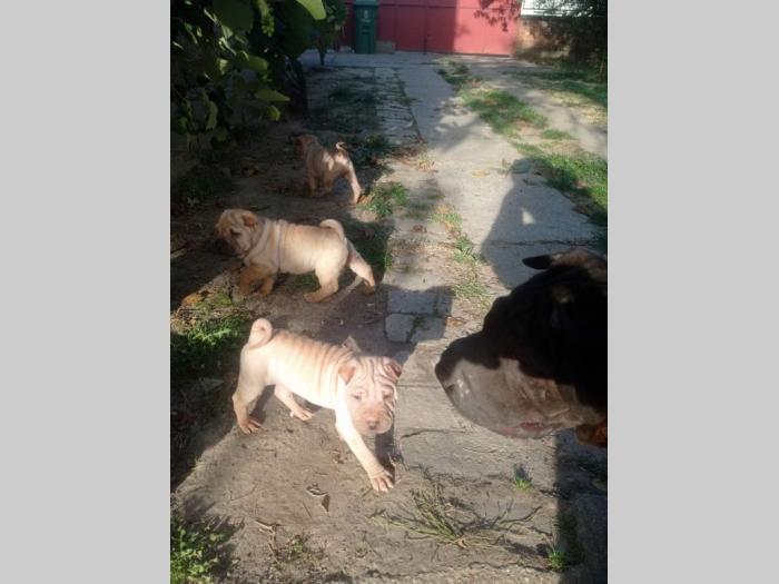 šar pej (shar pei) štenci besplatni mali oglasi