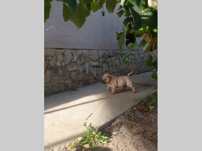 šar pej (shar pei) štenci besplatni mali oglasi