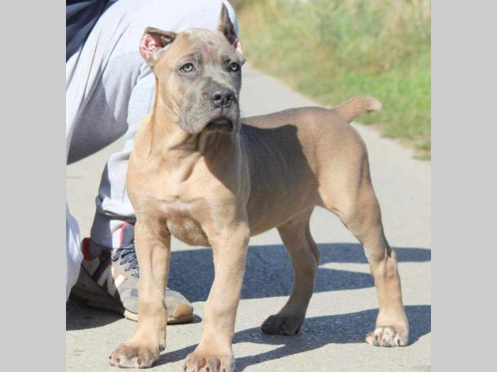 cane corso štenci besplatni mali oglasi
