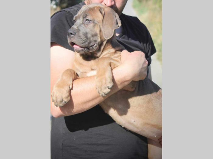 cane corso štenci besplatni mali oglasi