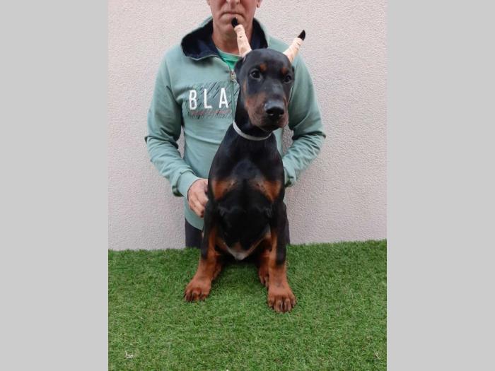 štenci dobermana besplatni mali oglasi