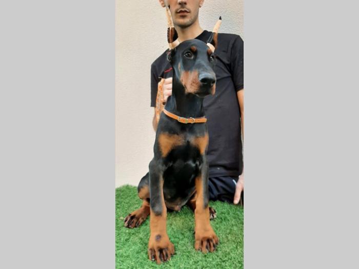 štenci dobermana besplatni mali oglasi