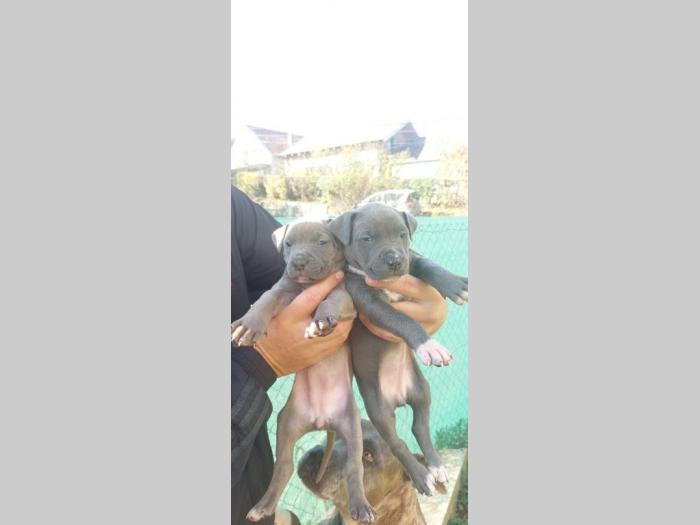pit bul (blue nose) štenci besplatni mali oglasi