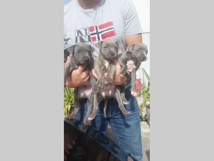 pit bul (blue nose) štenci besplatni mali oglasi