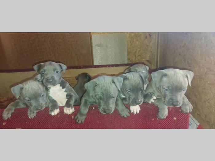 pit bul (blue nose) štenci besplatni mali oglasi