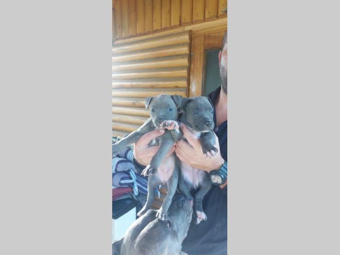 pit bul (blue nose) štenci besplatni mali oglasi