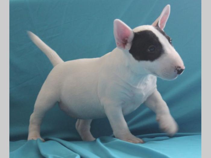 mini bulerijer štenci besplatni mali oglasi