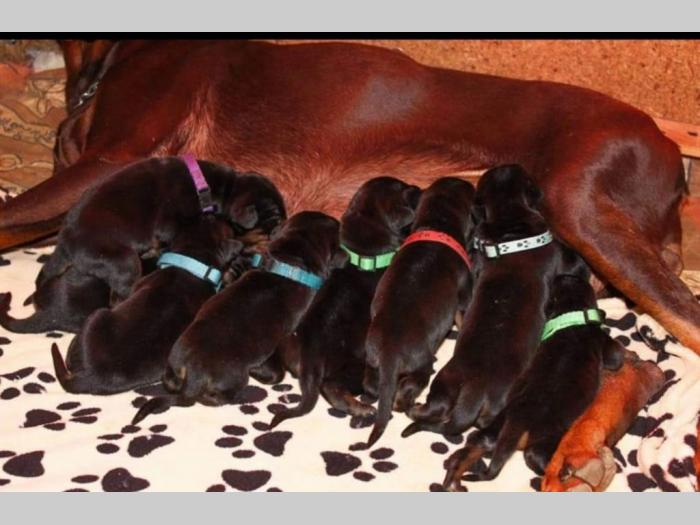 doberman prelepi štenci besplatni mali oglasi