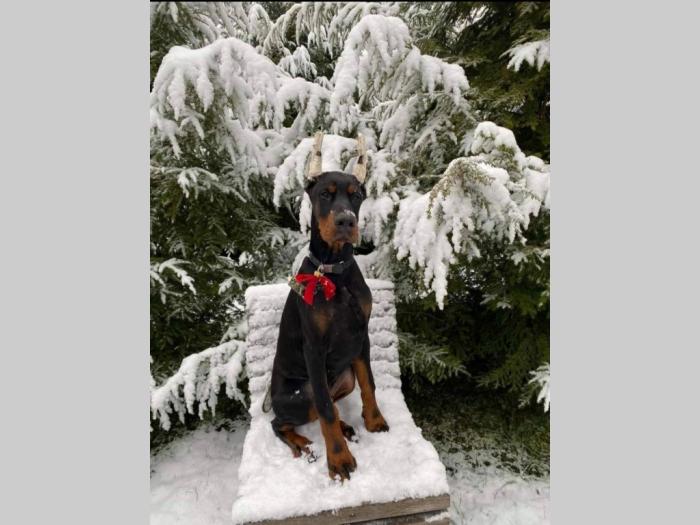 doberman prelepi štenci besplatni mali oglasi