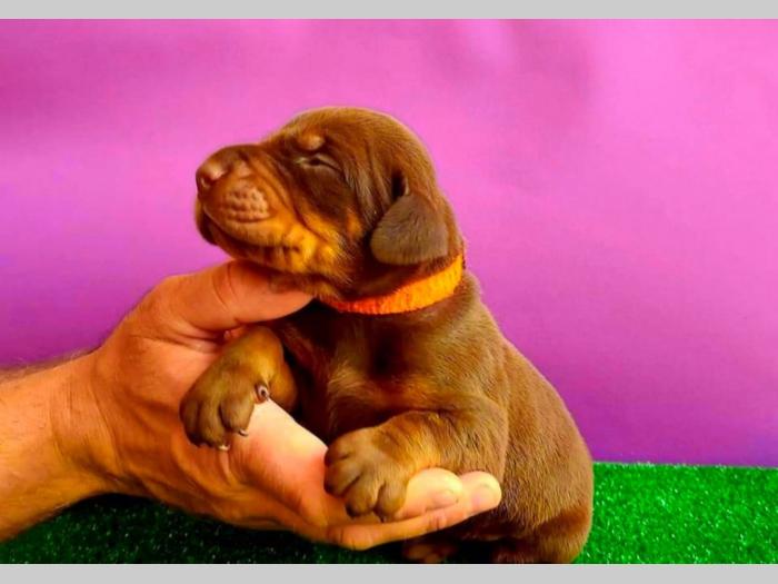 doberman prelepi štenci besplatni mali oglasi