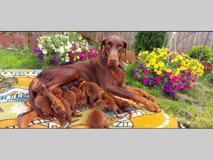 doberman prelepi štenci besplatni mali oglasi