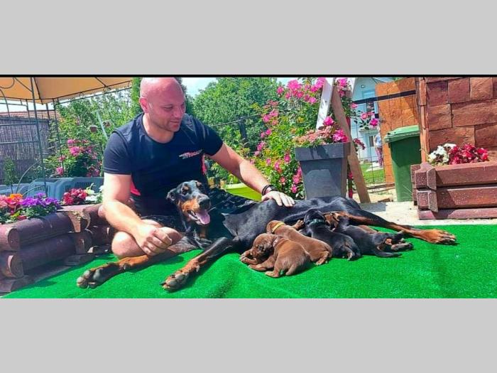 doberman prelepi štenci besplatni mali oglasi
