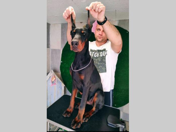 doberman prelepi štenci besplatni mali oglasi