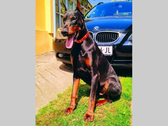doberman prelepi štenci besplatni mali oglasi
