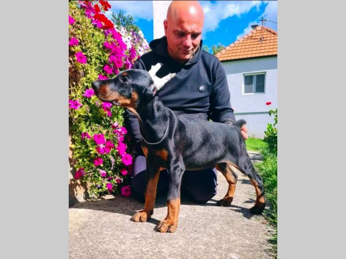 doberman prelepi štenci besplatni mali oglasi