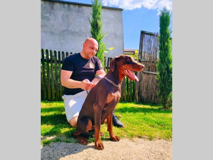 doberman prelepi štenci besplatni mali oglasi