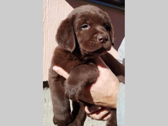 labrador retriver štenci besplatni mali oglasi