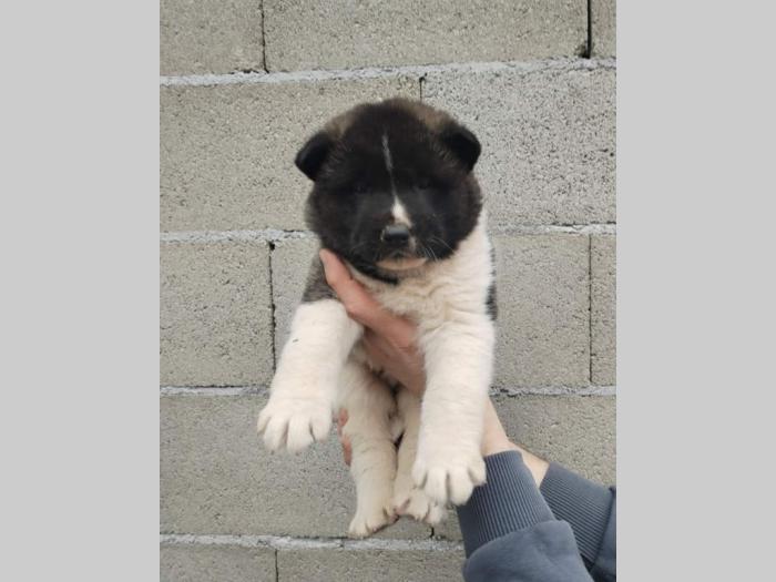 americka akita štenci besplatni mali oglasi